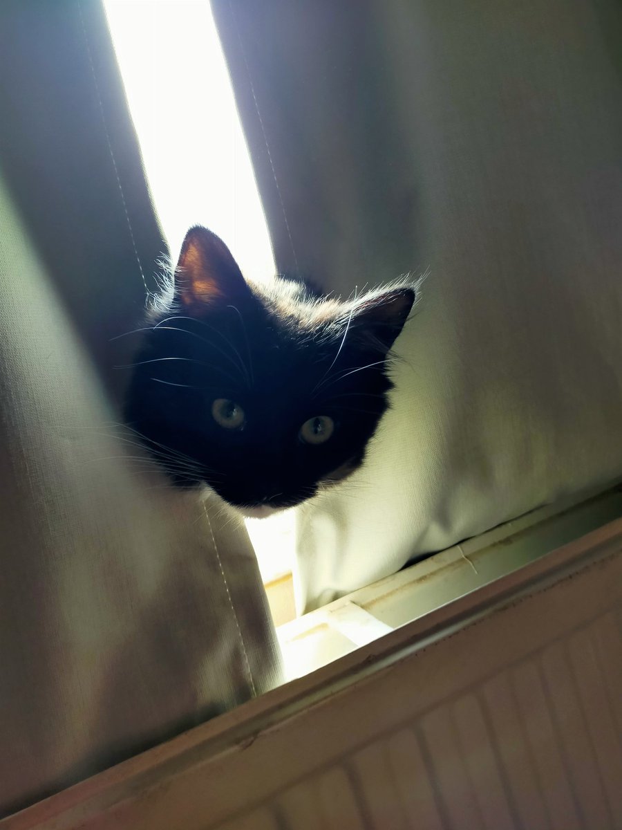 malthousecat's tweet photo. Sunshine morning makes the perfect opportunity to play peek-a-boo. https://t.co/0cn7CMj6HP