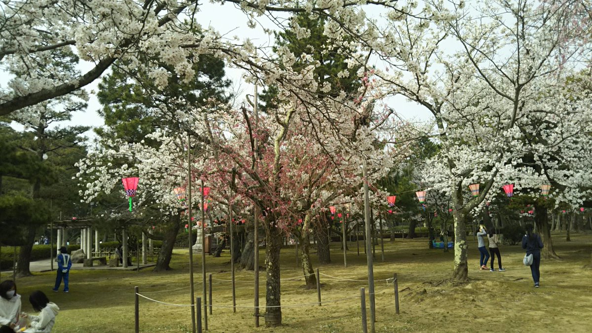 YumeBeer's tweet photo. 芦城公園、春満開！ https://t.co/6K1b64lMZS