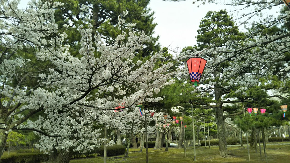 YumeBeer's tweet photo. 芦城公園、春満開！ https://t.co/6K1b64lMZS