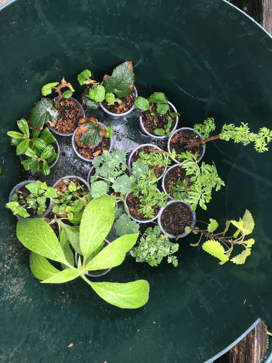 Friday: wet and cold day on the cusp of spring, full of birdsong.
Swept paths, gutters, cleared drains and spread shredded prunings.  Planted a selection of windowsill raised plants including; cut-leaf Green Elder, Chinese Bramble,  Golden Nettle and Lady's Mantle. #Gardening