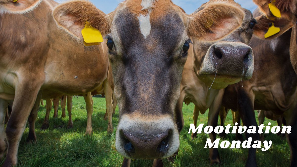 langage_farm's tweet photo. Moo-tivation Monday....Bake scones!

Get baking and make your own scones for a Devon Cream Tea this coming Easter weekend.

Perfect for a picnic, or fabulous with friends in the garden.

#MotivationMonday #mootastic #LOVELangage
##easterweekend #staylocal #devon https://t.co/pv0jVBWq6k