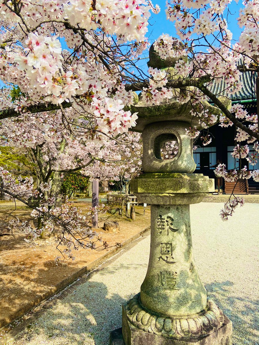 In peaceful places, I love the gentle petals best.  

Cherry blossoms today, at Shinyodo-in temple, in #Kyoto #Japan. 

静かな場所で見る桜は、一番いい

かな☺️

＃桜🌸　#cherryblossom #sakura #today #temple #pagoda #peaceful #tranquility