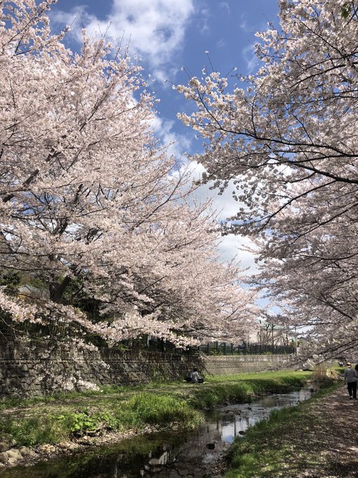 花見のtwitterイラスト検索結果