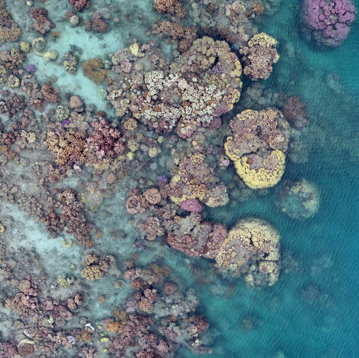 DrKJoyce's tweet photo. Today's very pretyy flower garden, SW Yanoowa/Guyroogarrie (Pelorus) Island #dronemapping #dronephotography #geospatial #remotesensing #SheMaps @StephanieDuce @MiaHoogenboom @AllisonPaley @jack_koci @JCUOIRS https://t.co/lgj50uhKPm