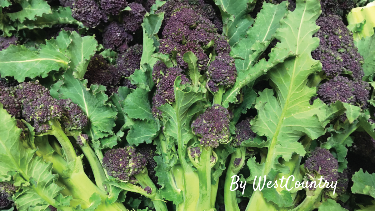 WestCountry_Ltd's tweet photo. Fresh Promotions ๐ฅ this week we have local Purple Sprouting Broccoli; 300g for only ยฃ1.20
A popular and colourful alternative to calabrese, more commonly known as broccoli.
#apassionforfood #produce #promotions #southwest #wholesale #broccoli #purplesprouting https://t.co/QDMLP3hAoM