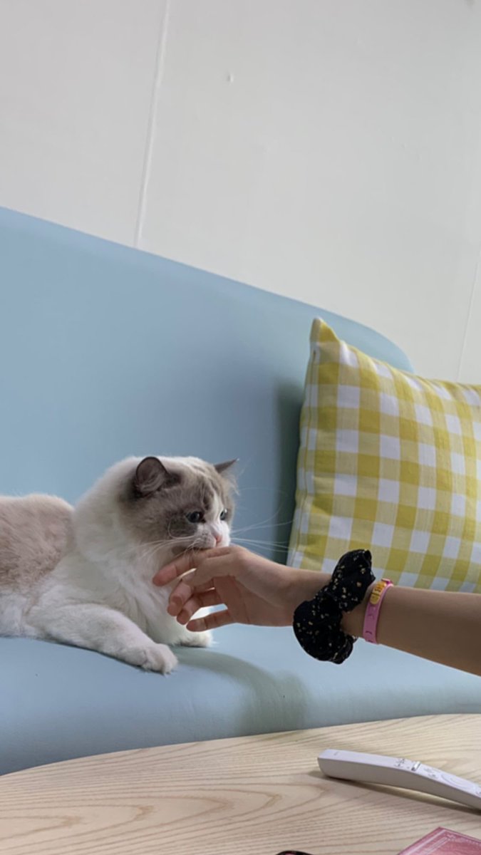 Clarievia's tweet photo. ลิซ่ากับเจนนี่ 🐱 https://t.co/YUWN7JY568