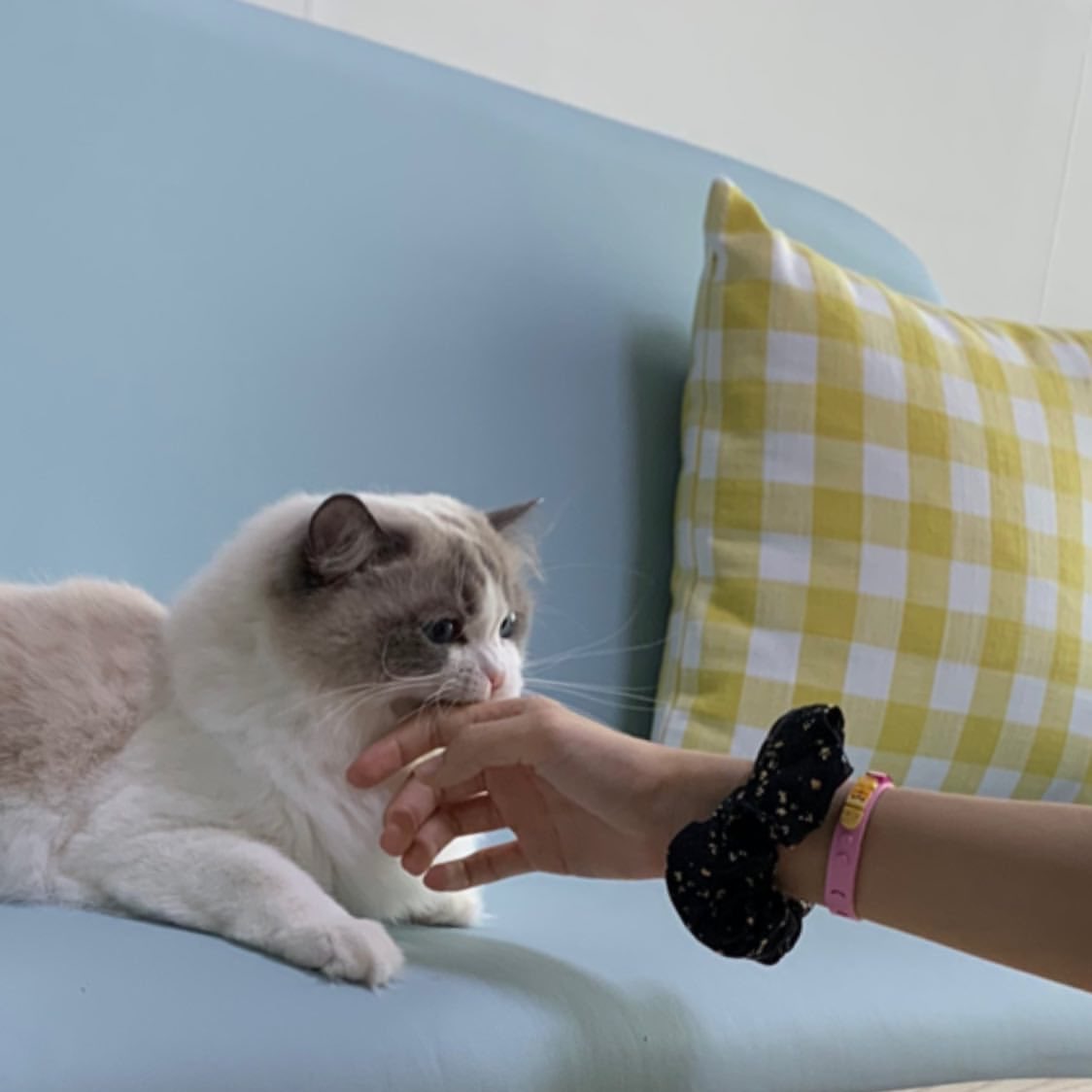 Clarievia's tweet photo. ลิซ่ากับเจนนี่ 🐱 https://t.co/YUWN7JY568