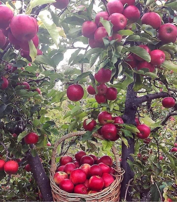PMoolomu's tweet photo. It's perfect for health and you will be get in my garden in this season...🙏 https://t.co/WcfO4VfBET