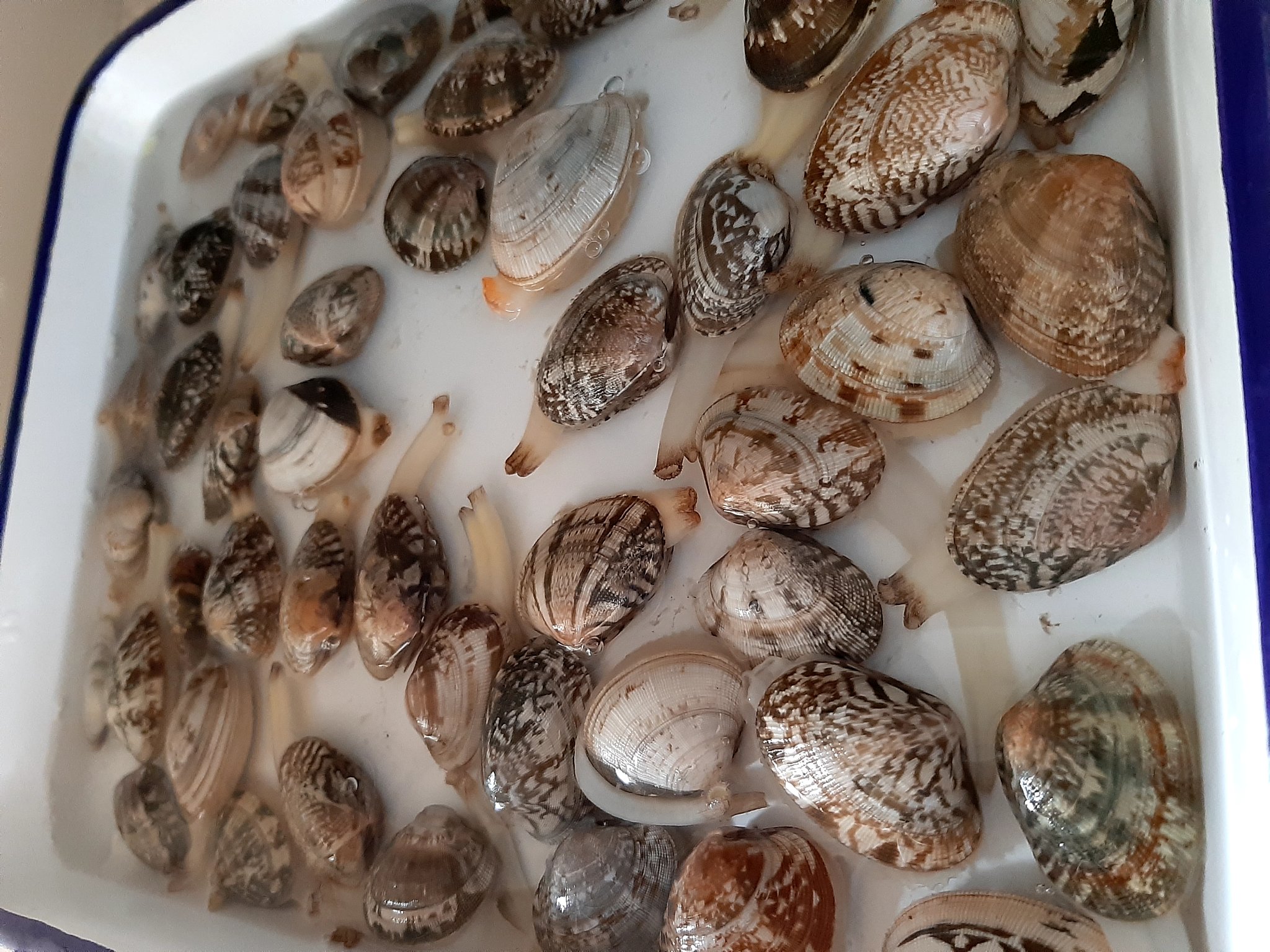 あさりの砂抜き Twitter Search Twitter