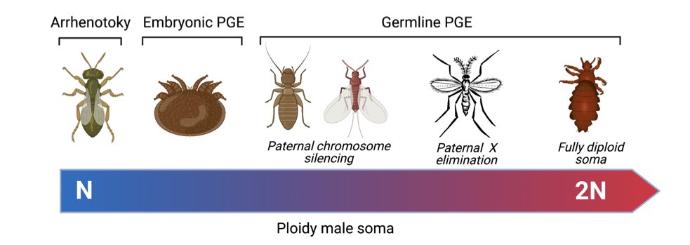 imprintedgene's tweet photo. Very excited to share our new preprint from me, @drandygardner, and @lross_evoento, on ‘Sexual antagonism in haplodiploids’. All comments/feedback welcome!

https://t.co/yzC16vo6oz https://t.co/vz088JDN6A