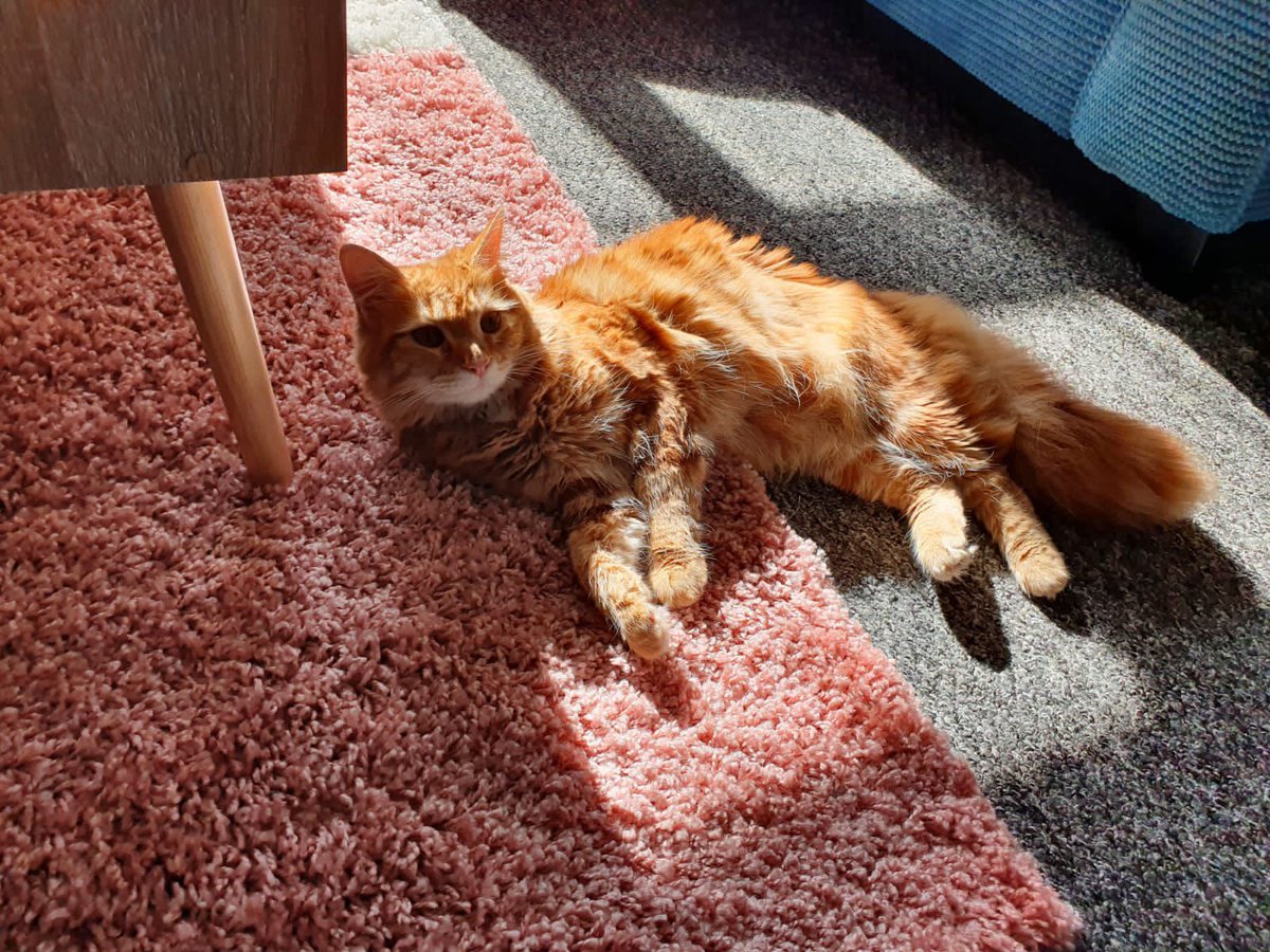 Lounging in a sun puddle #CatsOfTwitter #CatsOnTwitter #gingercatsrule #mainecoon #bottlebrushtail 🧡🐈