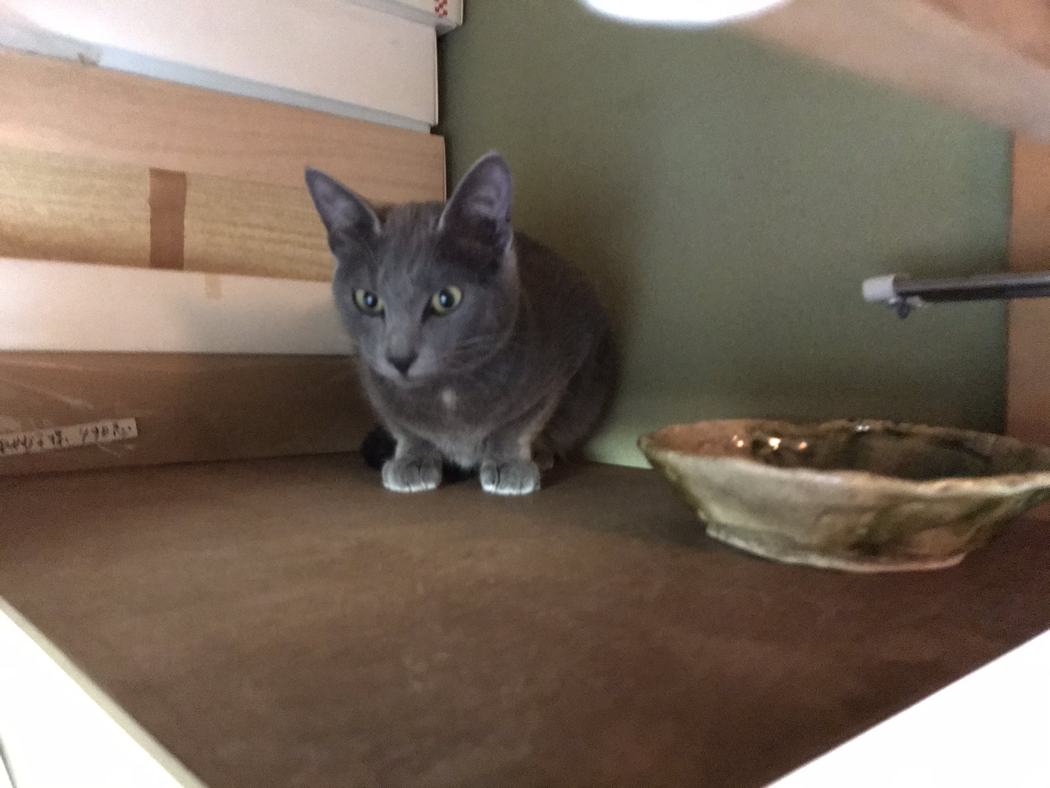 猫捕獲 Twitter Search Twitter
