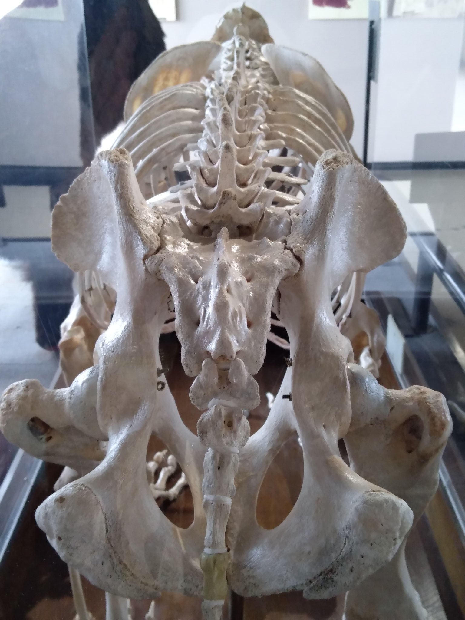 تويتر たきがわ على تويتر のぼりべつクマ牧場 ヒグマを近くで見れたのは勿論 しかしそれ以上に ヒグマ博物館が面白かった アイヌとヒグマ キムンカムイ 骨格標本も 登別に来たら 立ち寄るべきです 特に博物館 笑 たきがわの御散歩きろく