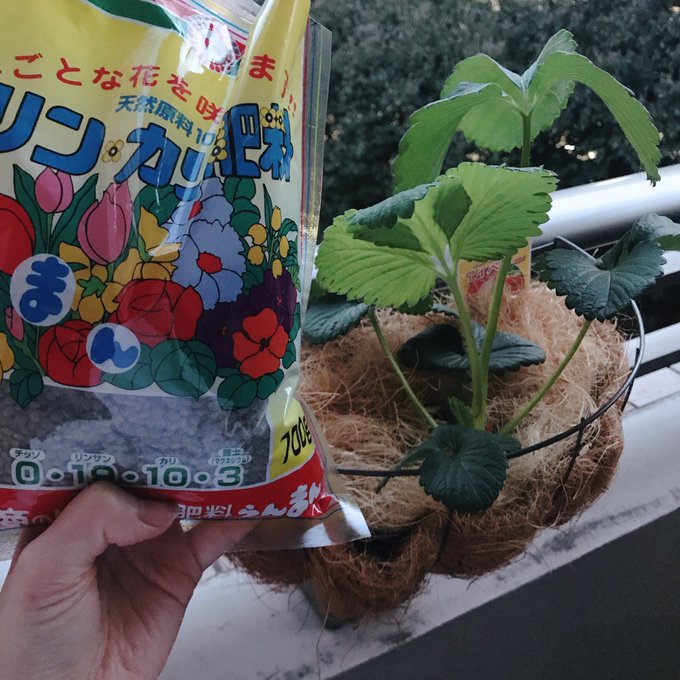 トトロの傘のtwitterイラスト検索結果