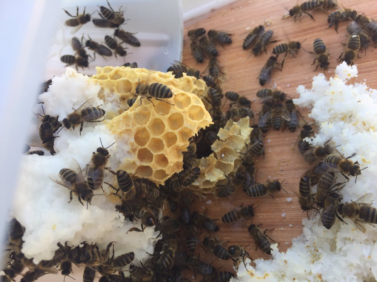 suewatling's tweet photo. First quick peek while the sun was shining - all looking good so far and couldnโt resist a closer look at the comb inside the fondant box ๐ lovely to see the #bees again after the winter @BkaBev @britishbee @BeeCraftMag #beekeeping #allotment #findingtheplotagain https://t.co/4m3OlFAmkC