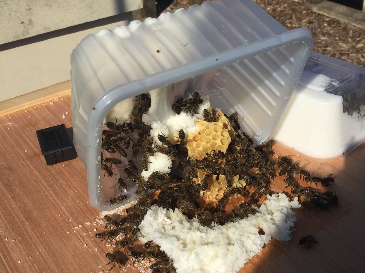 suewatling's tweet photo. First quick peek while the sun was shining - all looking good so far and couldnโt resist a closer look at the comb inside the fondant box ๐ lovely to see the #bees again after the winter @BkaBev @britishbee @BeeCraftMag #beekeeping #allotment #findingtheplotagain https://t.co/4m3OlFAmkC