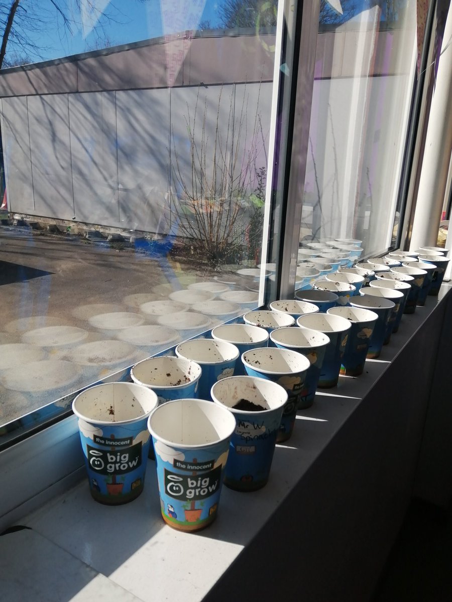 Today in Year 5 we planted our seeds for the <a href="/innocent/">innocent drinks</a> #biggrow