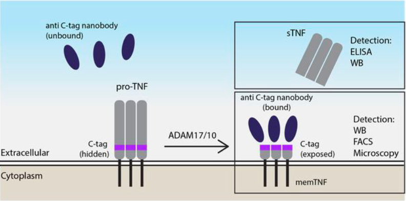 jbiolchem's tweet photo. Pinci et al. develop a C-tag #TNF reporter that can be used to investigate the regulation of ADAM-dependent TNF shedding. – #TeamLiveCell #Immunology

https://t.co/58z8y8SfyD

#TeamCryo vs. #TeamLiveCell voting  starts today @ 12PM Eastern!
#FreeEnergyFour #JBCMethodsMadness https://t.co/ptR2udK5OK
