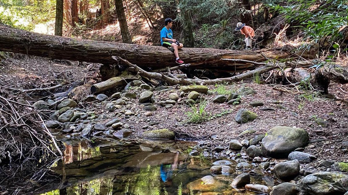 thesfpeninsula's tweet photo. How would you caption this photo? 💭 

📸: @smcpfoundation

#SanMateoCounty #SiliconValley #PlaybytheBay #RedwoodTrees #HuddartPark #SMCParks #SMCTrails #Hiking #SMCSnapshot #SFBayArea #bayareabuzz https://t.co/G1JDYTX09l