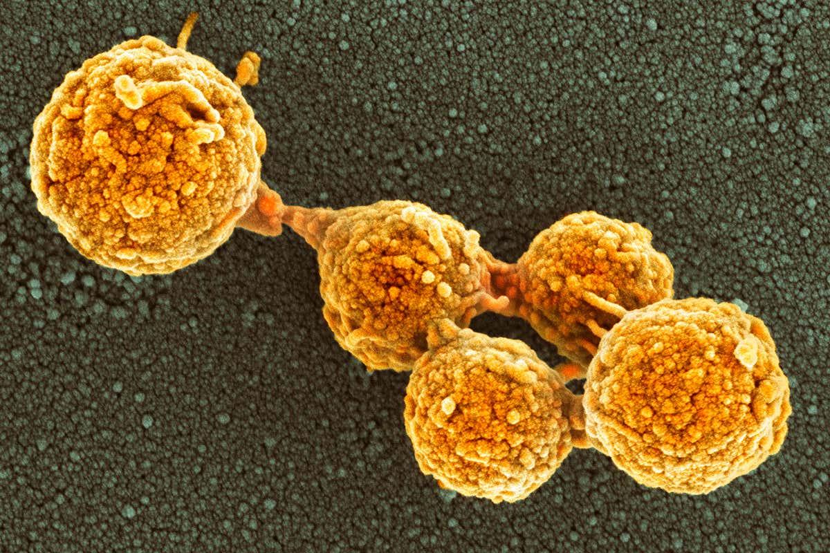 newscientist's tweet photo. Artificial life made in lab can grow and divide like natural bacteria https://t.co/Gncu9PdyZc https://t.co/DPbeMV58k3
