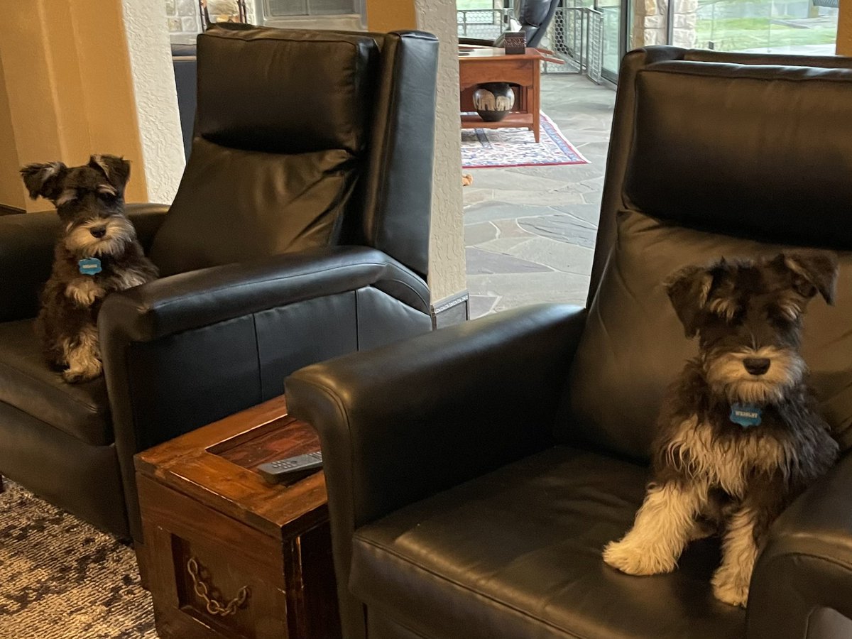 accatalano's tweet photo. Milestone day. We have watched jumped upon and claimed one of the recliners. Thus begins our quest for world domination. #miniatureschnauzersunite #puppies #learningtojump #lifewillneverbethesame #nelsonandwrigley https://t.co/v0150pwrkA
