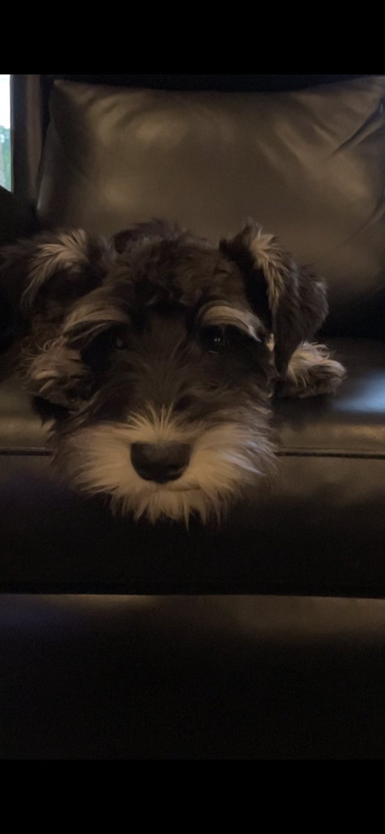 accatalano's tweet photo. Milestone day. We have watched jumped upon and claimed one of the recliners. Thus begins our quest for world domination. #miniatureschnauzersunite #puppies #learningtojump #lifewillneverbethesame #nelsonandwrigley https://t.co/v0150pwrkA