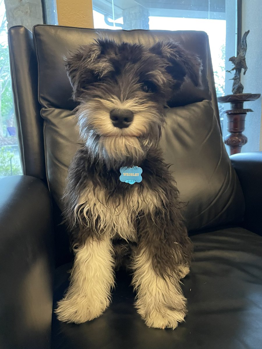 accatalano's tweet photo. Milestone day. We have watched jumped upon and claimed one of the recliners. Thus begins our quest for world domination. #miniatureschnauzersunite #puppies #learningtojump #lifewillneverbethesame #nelsonandwrigley https://t.co/v0150pwrkA