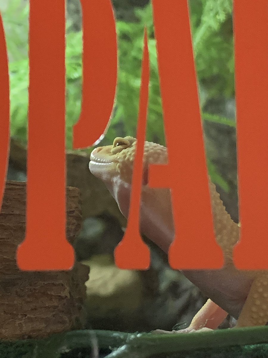 RadPdx's tweet photo. #leopardgecko https://t.co/WpyEBhCJ3A