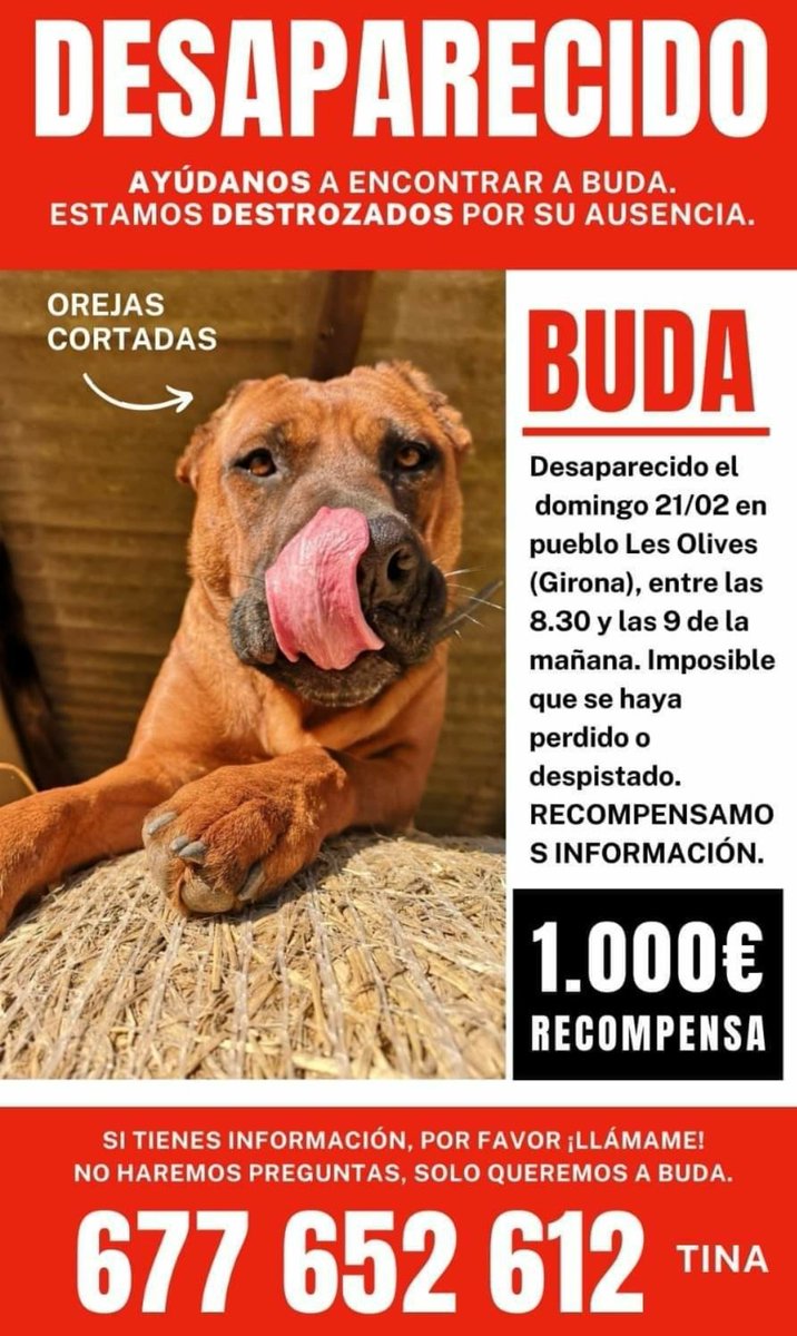 🆘️#XarxaGironaPerduts
<a href="/pont_roma/">Perduts trobats🐕🐈Catalunya</a>  #LesOlives