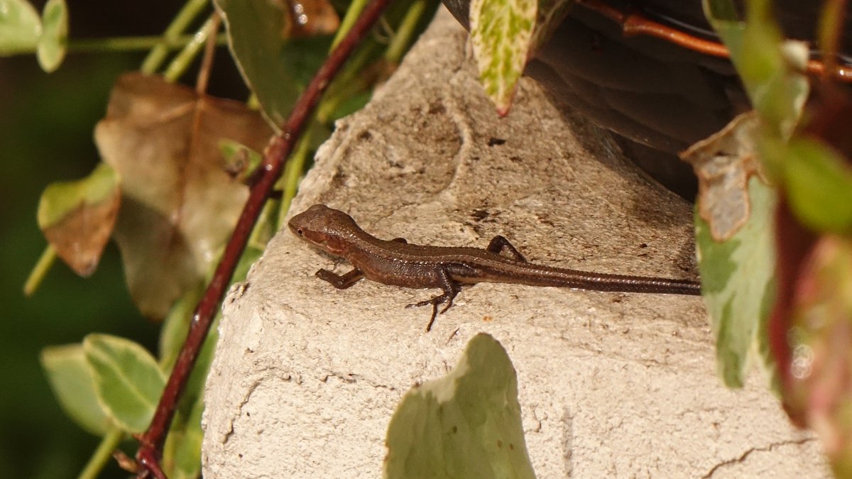 Rover416t على تويتر 先週はじめに見た今年孵化した赤ちゃんカナヘビは黒っぽかったが 既に１回脱皮したのか 見た目は昨日手に乗ってきた親世代のカナヘビと同じになってきた まだ頭が大きくカラダは細くて小さく尾っぽが凄く長い