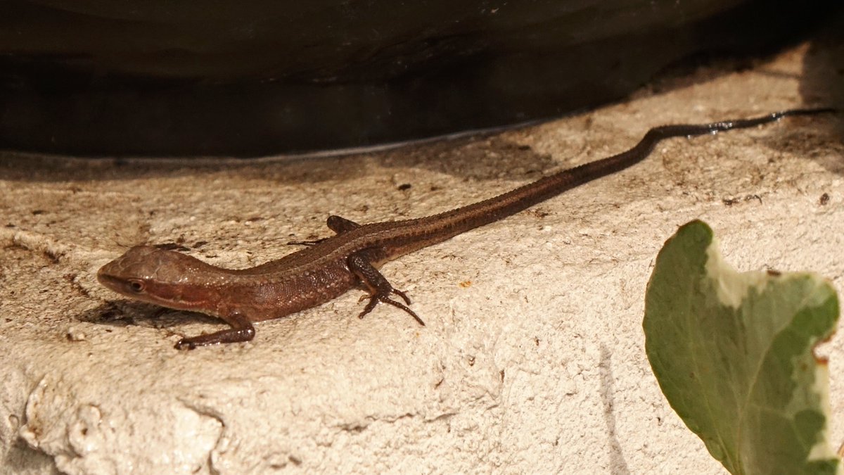 Rover416t على تويتر 先週はじめに見た今年孵化した赤ちゃんカナヘビは黒っぽかったが 既に１回脱皮したのか 見た目は昨日手に乗ってきた親世代のカナヘビと同じになってきた まだ頭が大きくカラダは細くて小さく尾っぽが凄く長い