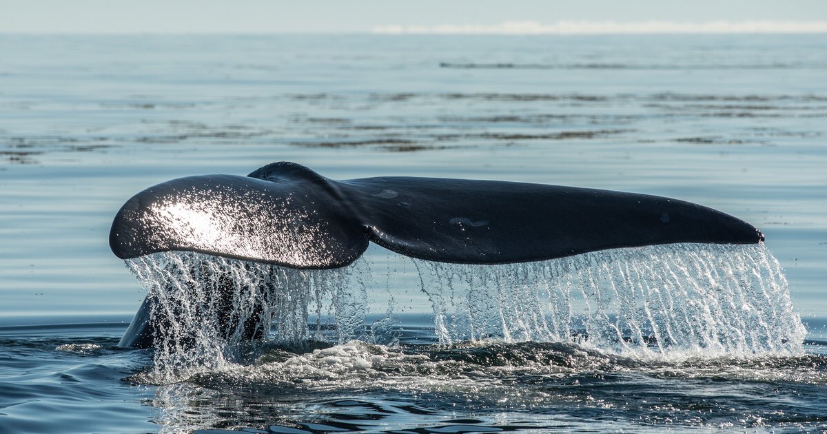 #MondayMotivaton
Hoping to see a whale’s tail in Cape Cod Bay !!