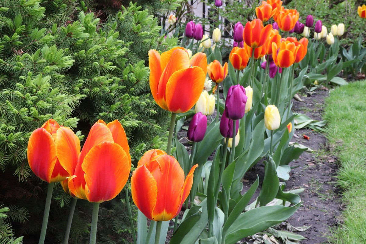 TheLensView1's tweet photo. Beautiful Flowers #Flowers #beautiful #flowerphotography #photography #TheLensView https://t.co/kZgAZVpB4g