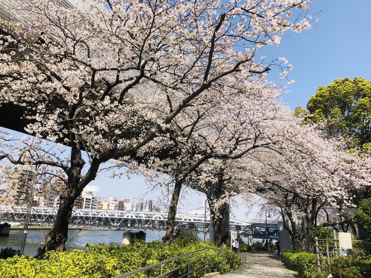 matchadarling's tweet photo. お花見🌸 https://t.co/AvWEJx77B6