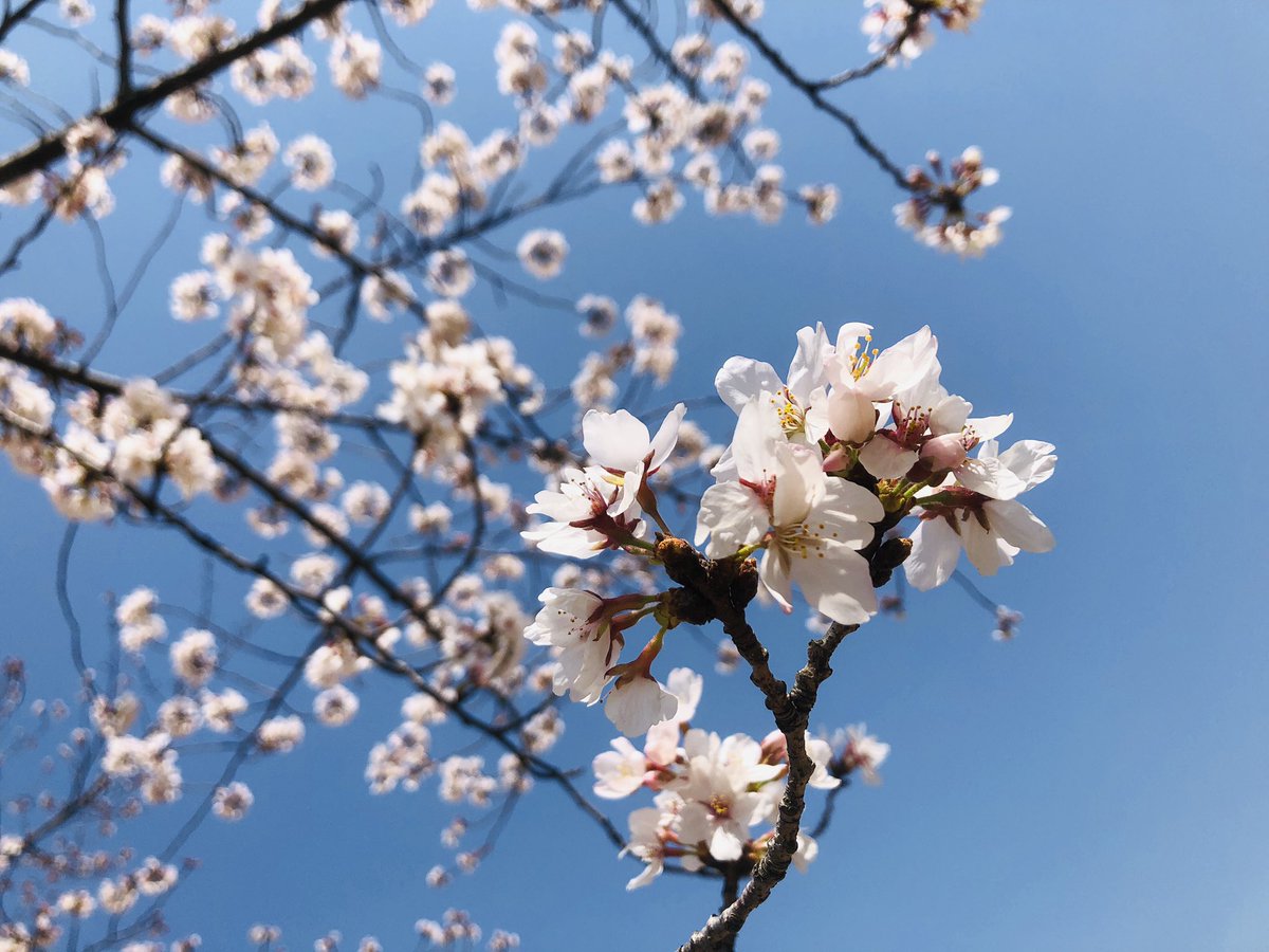 matchadarling's tweet photo. お花見🌸 https://t.co/AvWEJx77B6