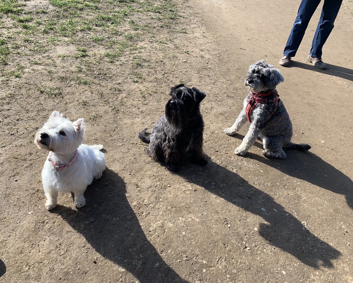 LMcCallumPLP's tweet photo. @RaziaJogi @jgj1111 @paebdug And a meeting of #PLPpets! 🐾 https://t.co/MRutOTd9Xd
