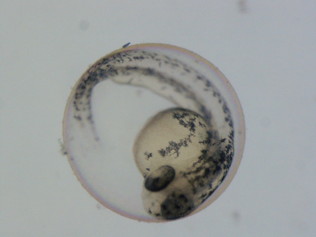 SimoneImmler's tweet photo. Are you interested in genomics and/or reproduction and experimental work in vertebrates? Come and join us as a postdoctoral researcher: https://t.co/B6wqja5bUJ dm me for details! Application deadline 28 April. Please RT @bioiuea #zebrafish https://t.co/9jFhpVf62D