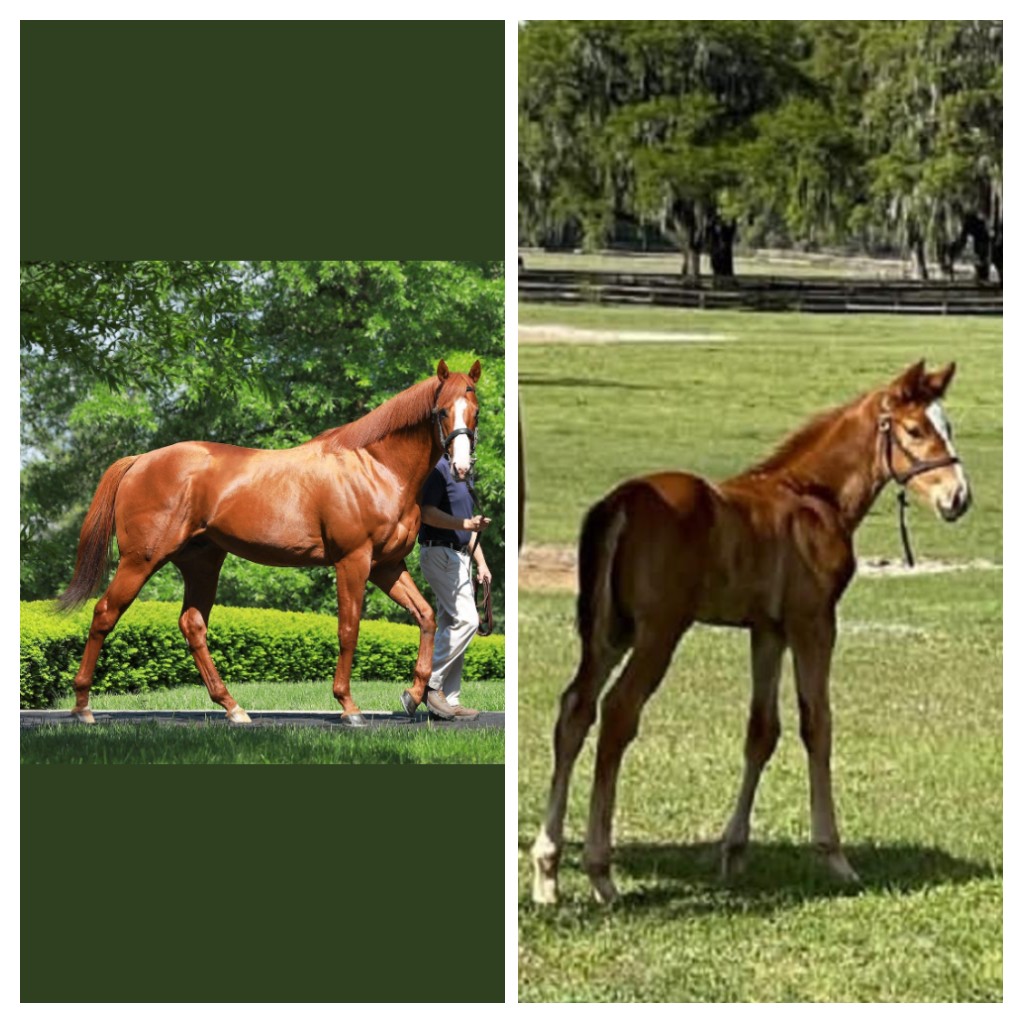 cariandes's tweet photo. Clase de físico tiene Justify, a sus seis años se mantiene en estas condiciones. A su lado el poder transmisor de Scatt Daddy, a través de su otro hijo campeón Flameaway. https://t.co/Sl0cQbKQM3