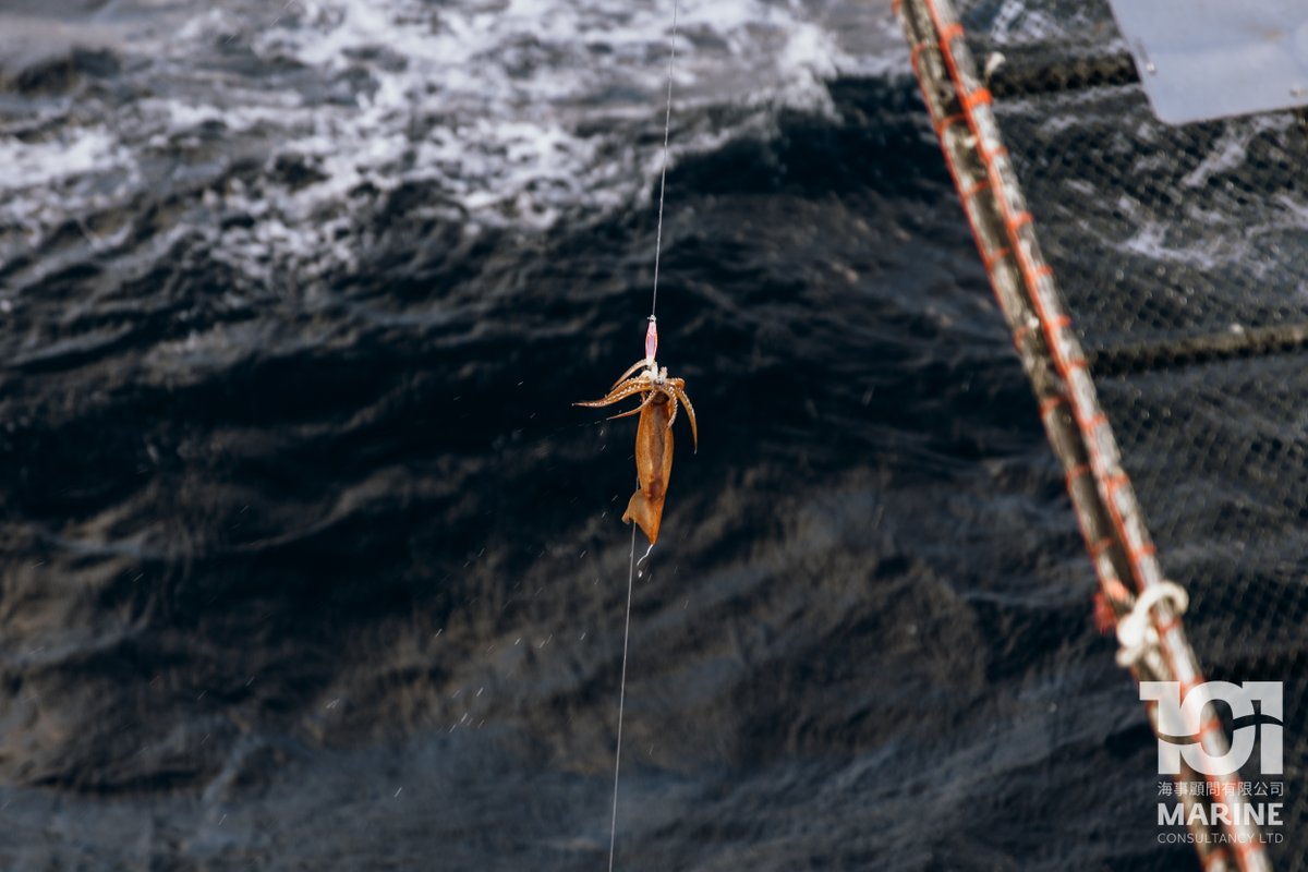 101MarineFK's tweet photo. Aggressive Illex squid attack and latch on until forcibly dehooked.

具攻擊性的阿根廷魷魚緊咬釣鉤，因外力迫使才會脫鉤

#101marine #falklands #falklandislands #fishery #vessel #jigger #taiwan #kaohsiung #squidjigging #fishing #squidjigger #squidfishing #SouthAtlantic #illex #squid https://t.co/AufsppWqem