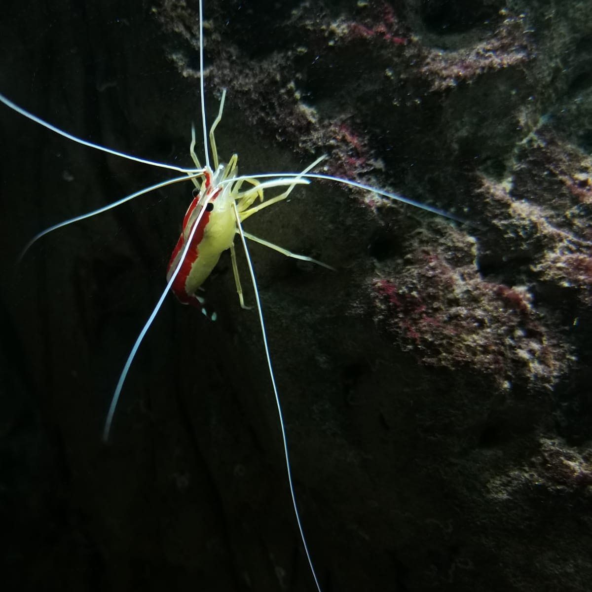 Happy Monday! 

Our Cleaner Shrimp wanted to say hello to everyone and wishes you all have a fantastic week!

#bluereefaquarium #cleanershrimp #happymonday