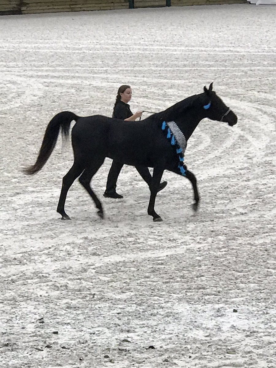 Thank you Ocala Horse Alliance for the exciting opportunity to restart the Black Stallion Reading Project. <a href="/MCPS_Elementary/">🍎 MCPS Elementary Education</a>
