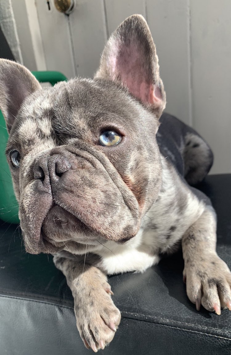 BabyBoyNoNameY1's tweet photo. U can see my #TanPoints in these photoβs π #sunshine #bluetanmerle #merlebeauty #handsomeboss #chilling πΎ https://t.co/T1AaqoB30d