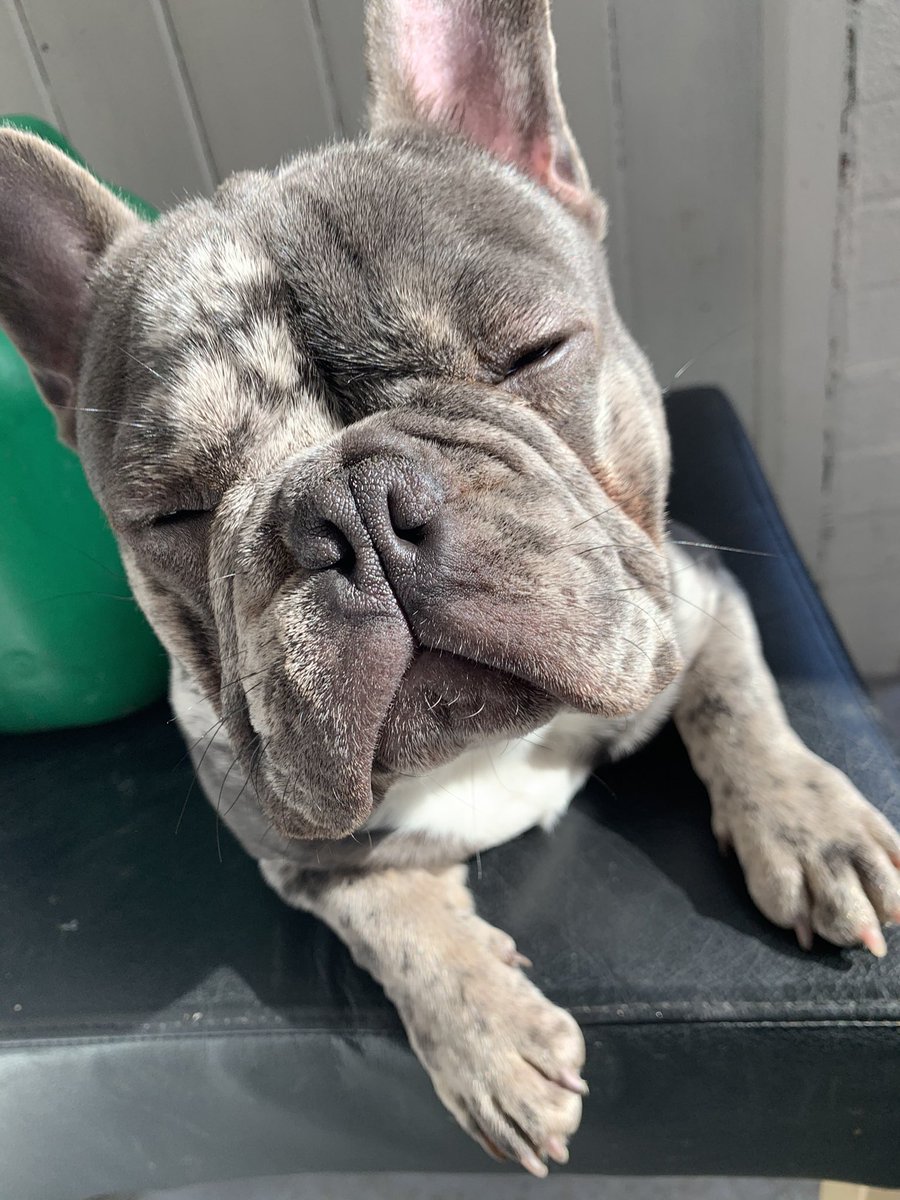 BabyBoyNoNameY1's tweet photo. U can see my #TanPoints in these photoβs π #sunshine #bluetanmerle #merlebeauty #handsomeboss #chilling πΎ https://t.co/T1AaqoB30d