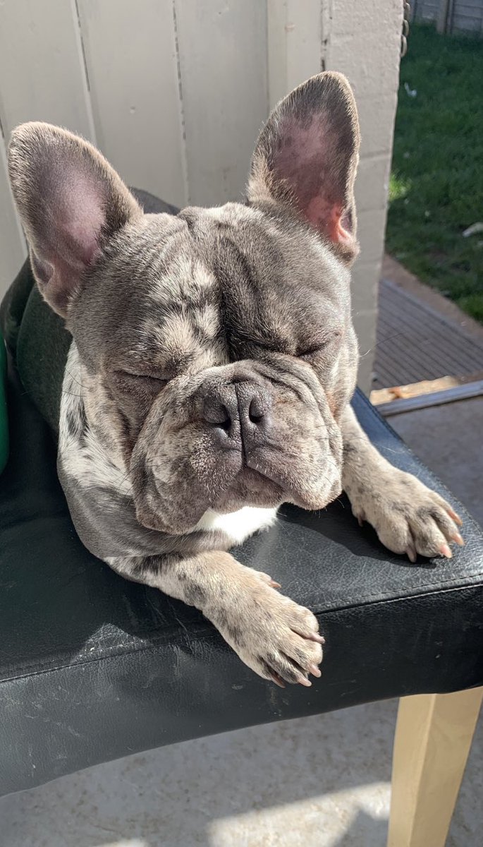 BabyBoyNoNameY1's tweet photo. U can see my #TanPoints in these photoβs π #sunshine #bluetanmerle #merlebeauty #handsomeboss #chilling πΎ https://t.co/T1AaqoB30d