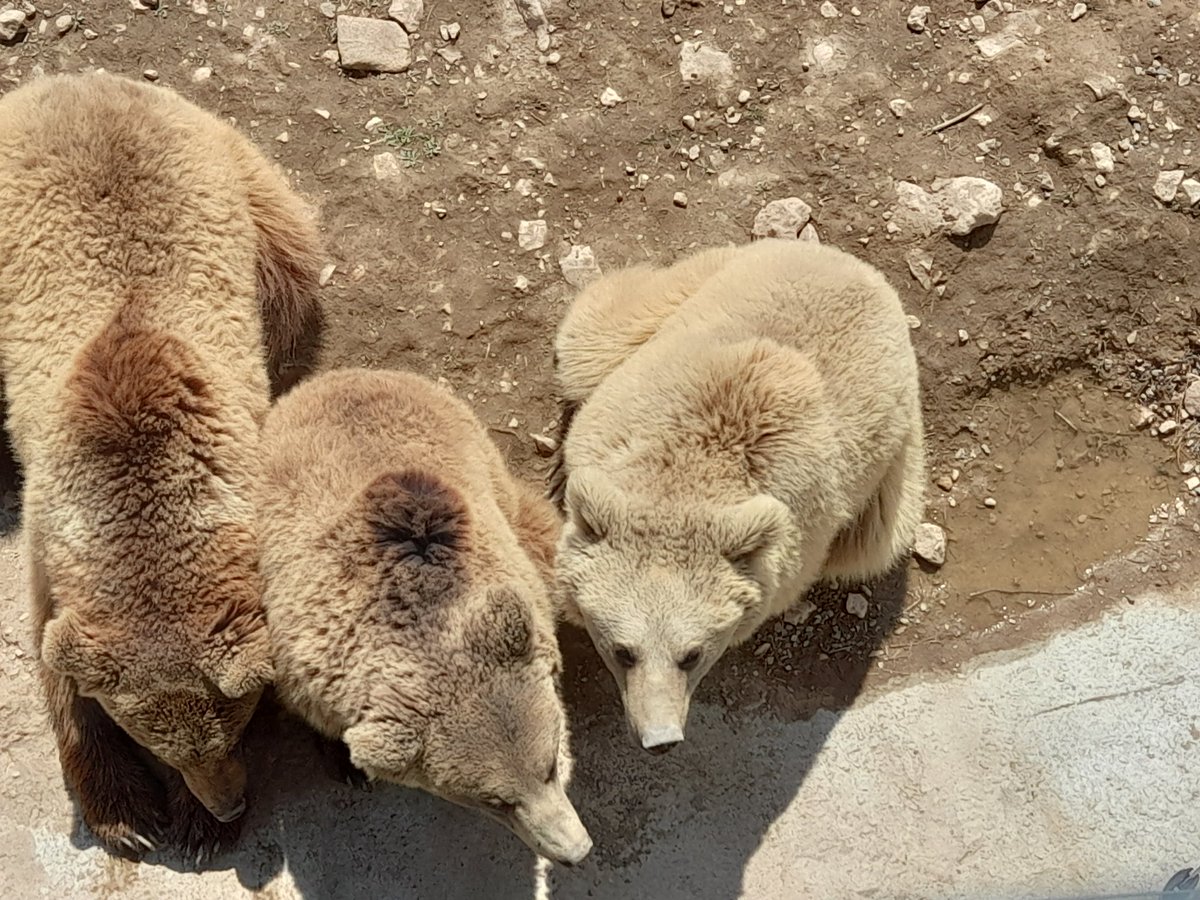 MarkofDartmoor's tweet photo. Working with the brilliant #FWPC in Armenia who are rescuing brutalised Syrian brown #bears and offering them a better life in their mountainous Caucuses Wildlife Refuge.
#BBC https://t.co/EZNeItxE0G