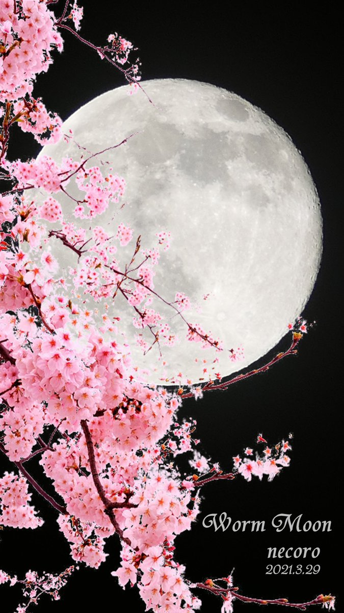 ねころ S Tweet Worm Moon 壁紙 本日撮影の満月ワームムーンの スマホ用壁紙です よければ使ってくださーい W ゞ 満月 桜 ワームムーン Trendsmap