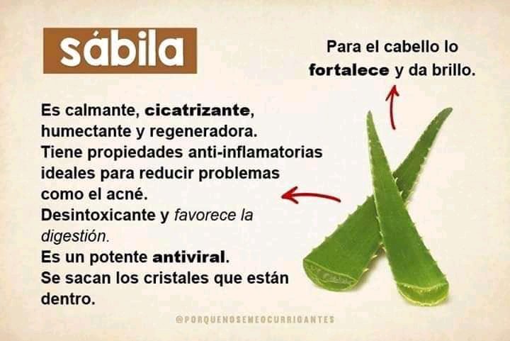 RkpinarespRPP's tweet photo. 💁🏻‍♀️💁🏻‍♀️💁🏻‍♀️#sábila #beneficios es #antiinflamatorio para tu  #bienestar y #salud es #calmante #cicatrizante #humectante reduce el #acne y es hasta #antiviral✨ https://t.co/WAA4jgbqib