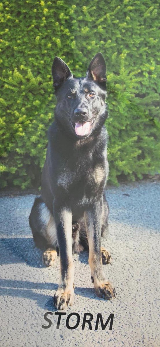 BCHPoliceDogs's tweet photo. Storm attends a Burglary #Hoddesdon @hertspolice He tracks from scene. 2 suspects sighted 1 lost the running race and was detained by Storm.
2 arrested for Burglary.
#thenoseknows #teamwork #sendinthedogs https://t.co/6b41N2RIGb