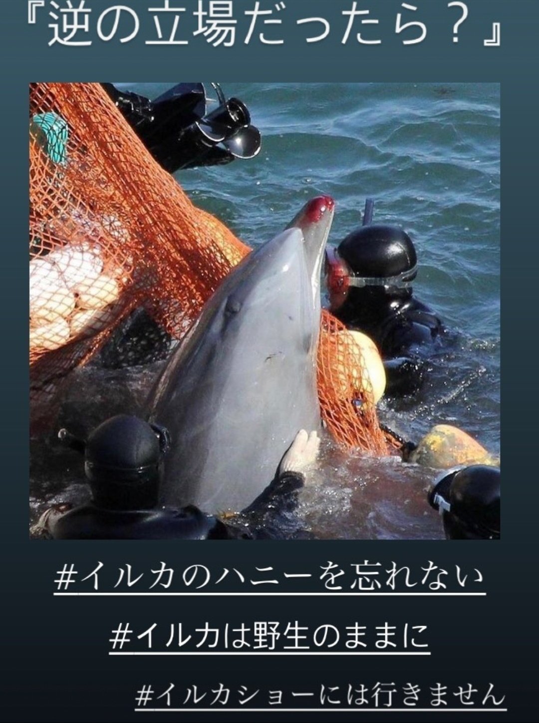 Nao 昔は自分もイルカショー見に行ってた 知らなかったとはいえ申し訳なさすぎる 真実を知れば 分かるはず 水族館に行かないで 和歌山県太地町イルカ追い込み反対 イルカのハニーを忘れない T Co G5emaujrki Twitter