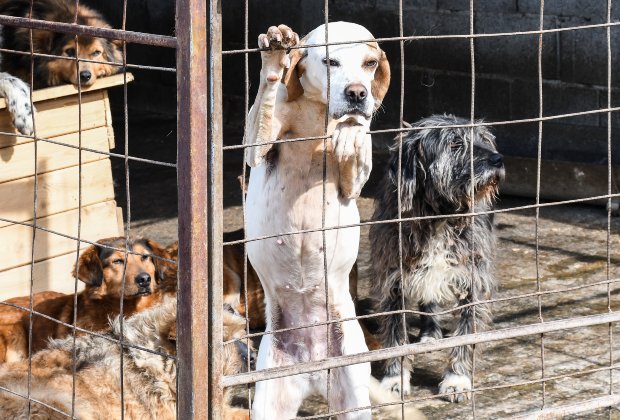 Cat_Kapow's tweet photo. 🆘🐶Click for free or also #donate kibble to help
🇷🇸#Serbia #serbian #dogs ❤️Dog shelter is home to 300 #shelterdogs rescued from cruelty & abuse 🙀😿😭Help raise 2,300 kg kibble. Fully transparent #donation #KindnessMatters #HelpEach1 #dogsoftwitter 🙏
➡️https://t.co/p5e4dDzWG8 https://t.co/9YC7Uzgtga